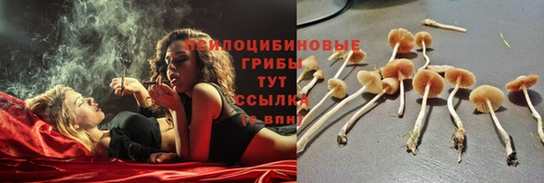 прущие крисы Белокуриха